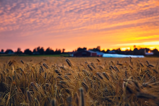 zboze srutowniki poradnik2023